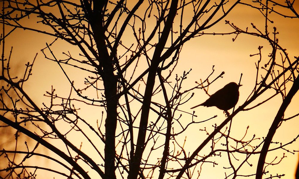 Early Bird